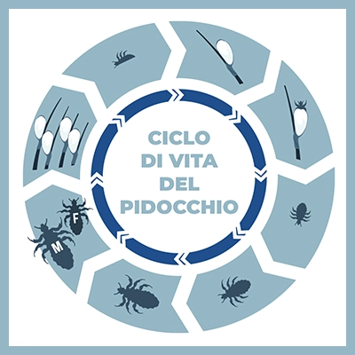 Qual è il ciclo di vita dei pidocchi?