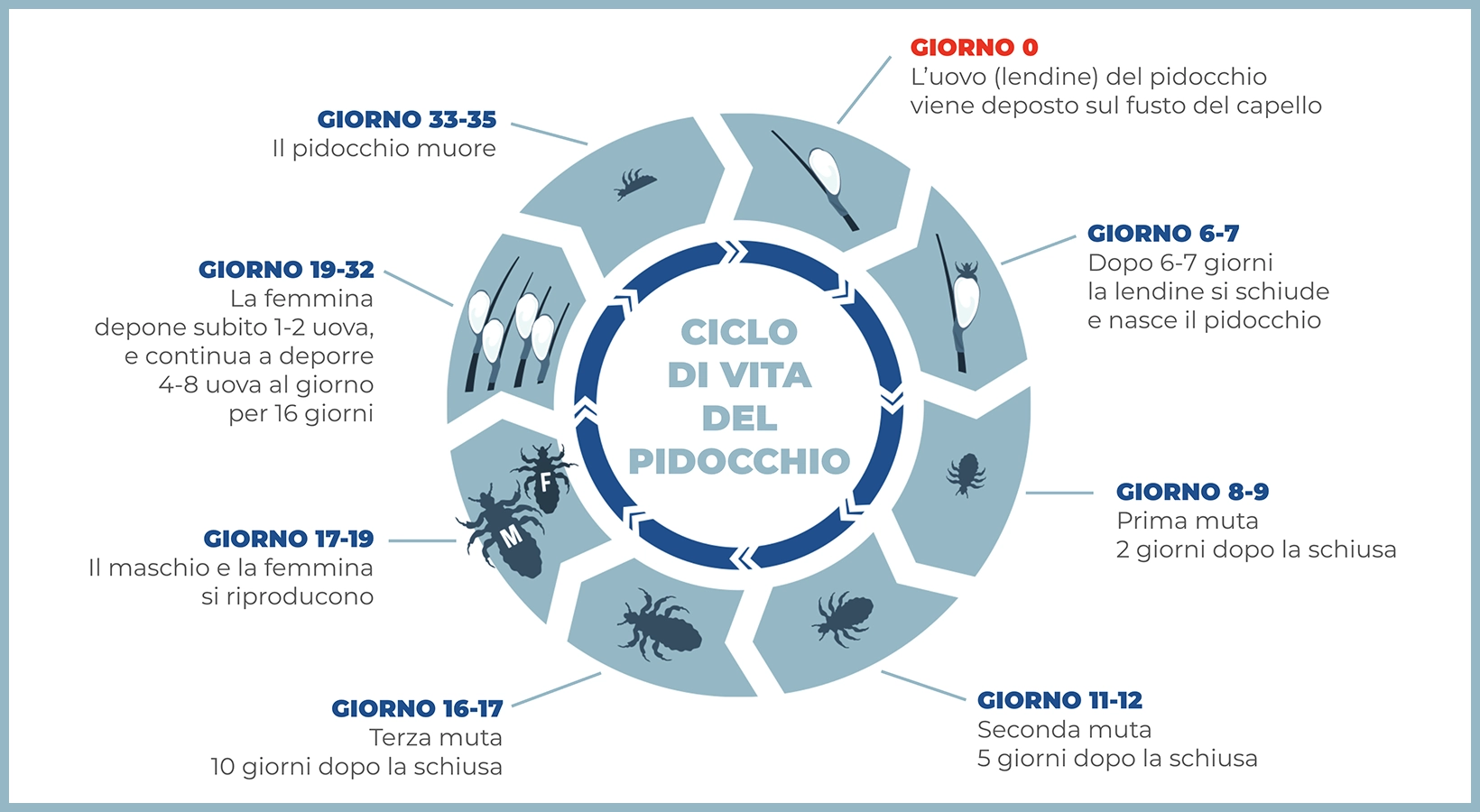 Qual è il ciclo di vita dei pidocchi?